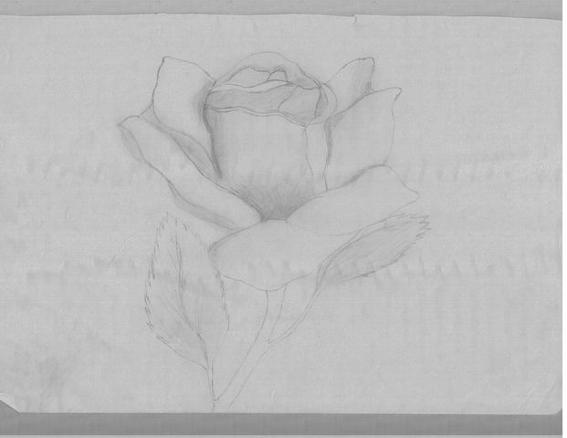 Rosa