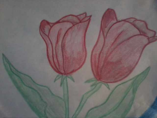 tulipan